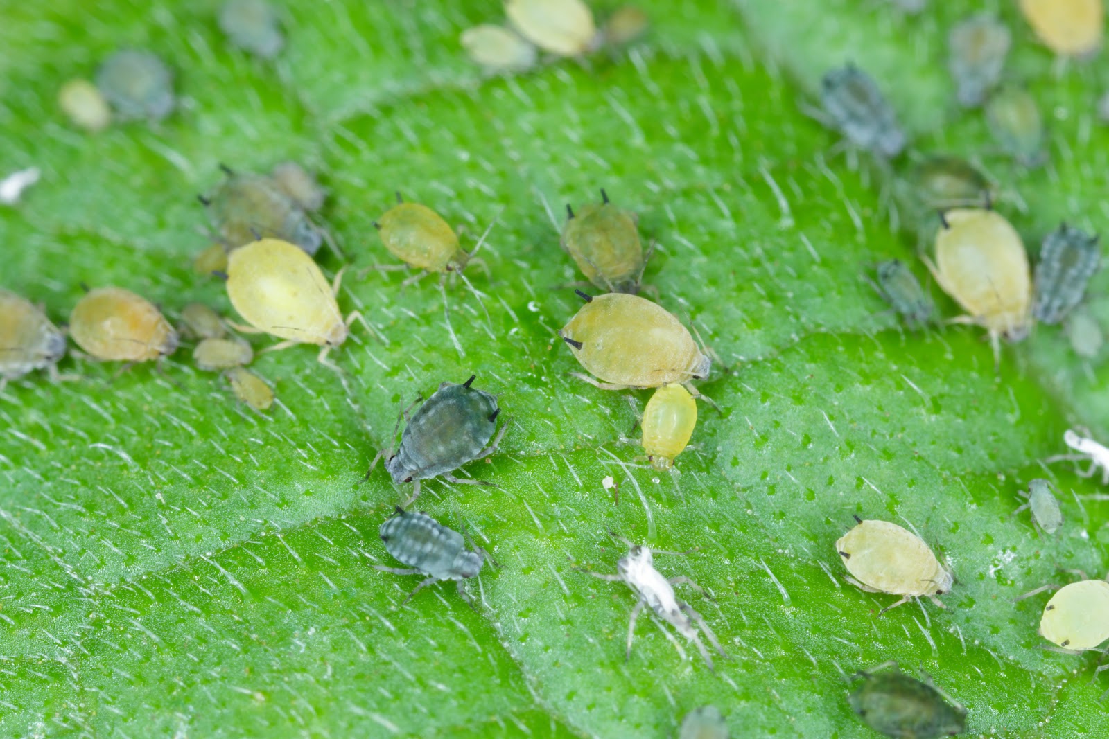 Aphids