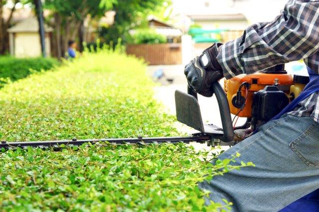 Alaqua Hedge Trimming