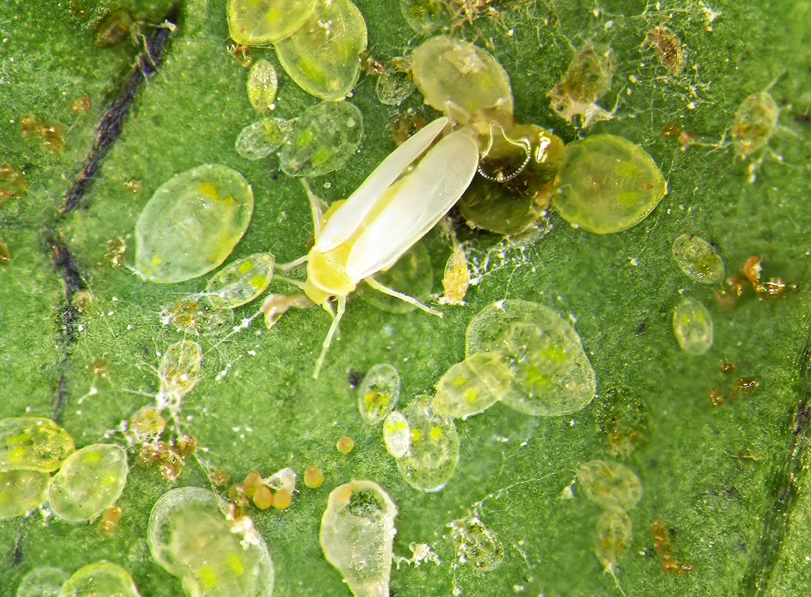 Silverleaf Whitefly