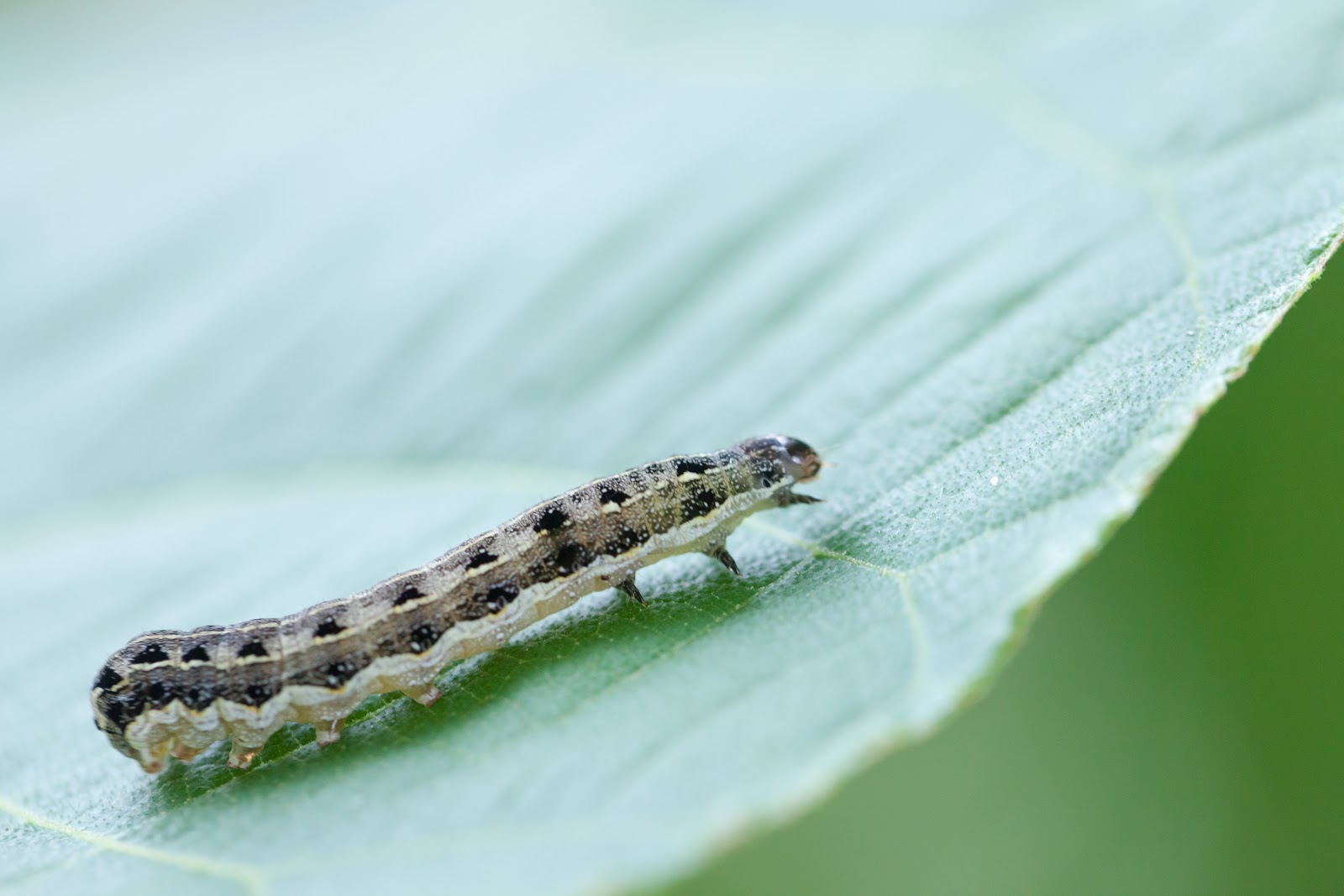 cutworm