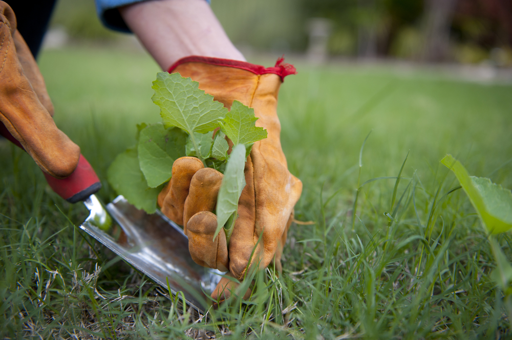 Planting And Removal Weeds