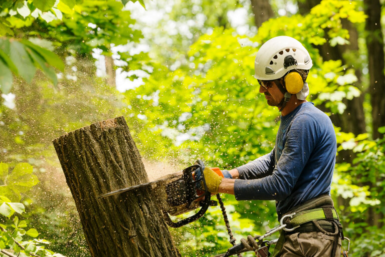 Emergency Tree Removal | Landscape Improvements