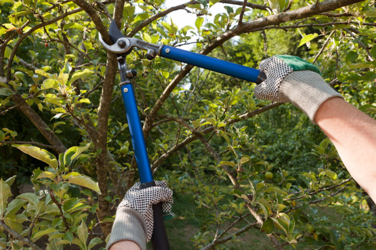 Emergency Tree Removal Service | Landscape Improvements