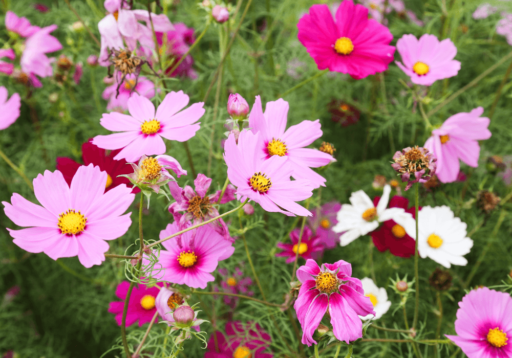 Coreopsis - Florida Flowers | Landscape Improvements