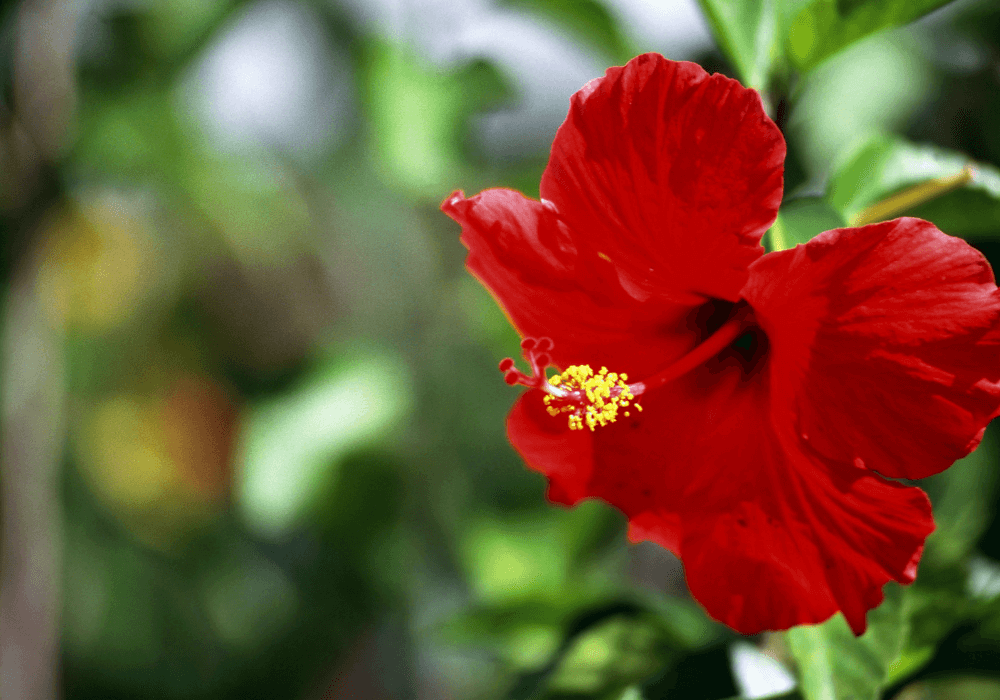 Hibiscus - Florida Flowers | Landscape Improvements