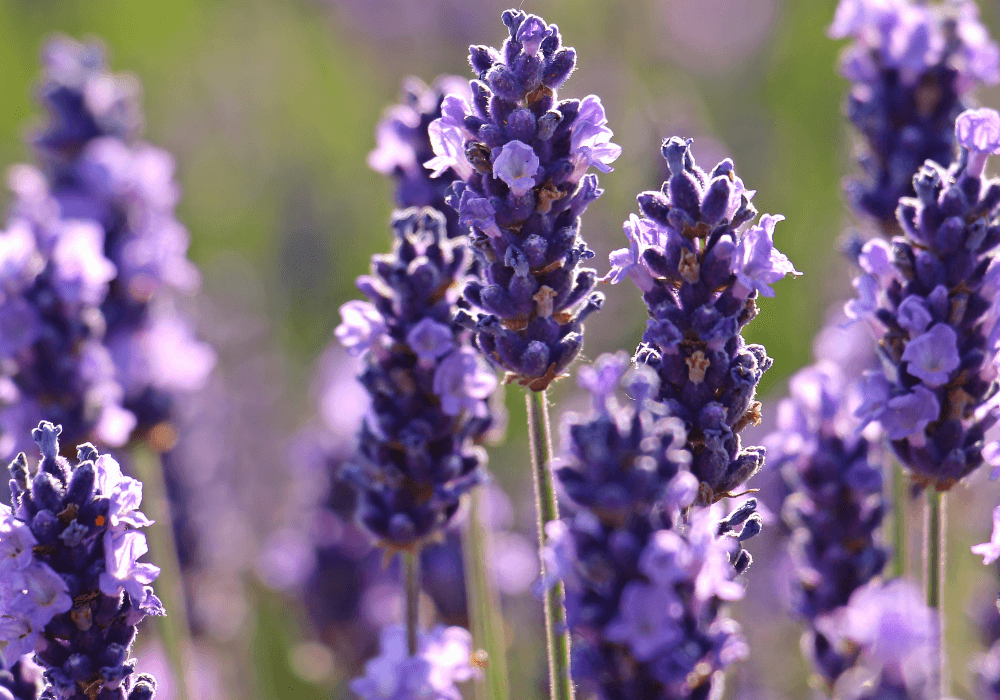 Lavender - Florida Flowers | Landscape Improvements