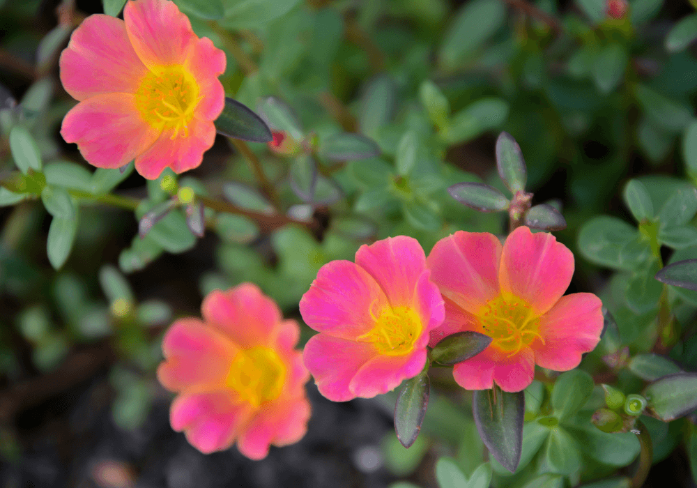 Purslane - Florida Flowers | Landscape Improvements