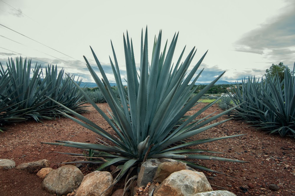 Agave Plants in The Field | Landscape Improvements