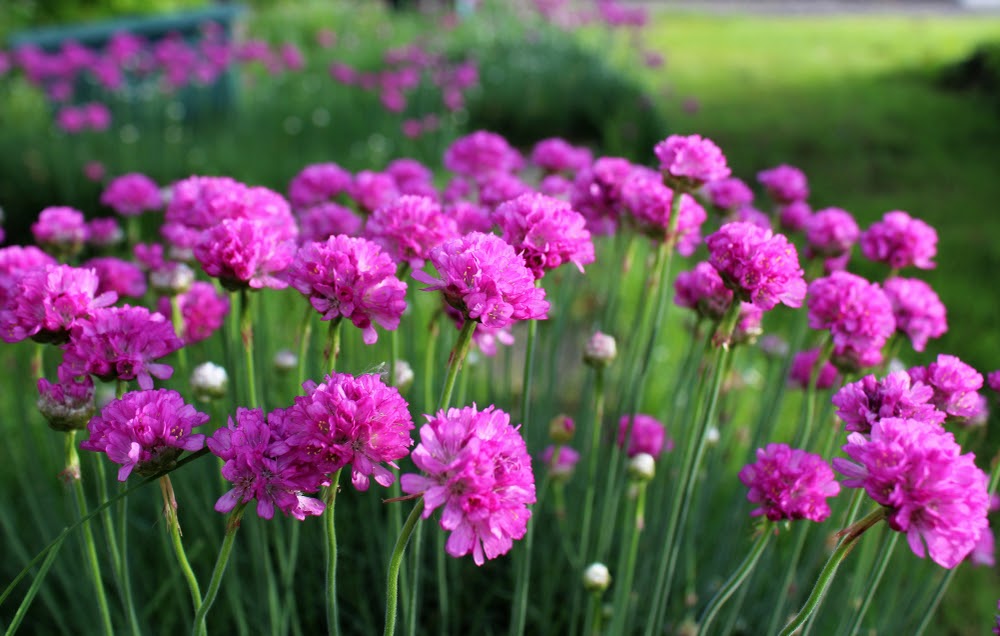 Armeria maritima, pink flowers bloom in the morning sunlight | Landscape Improvements