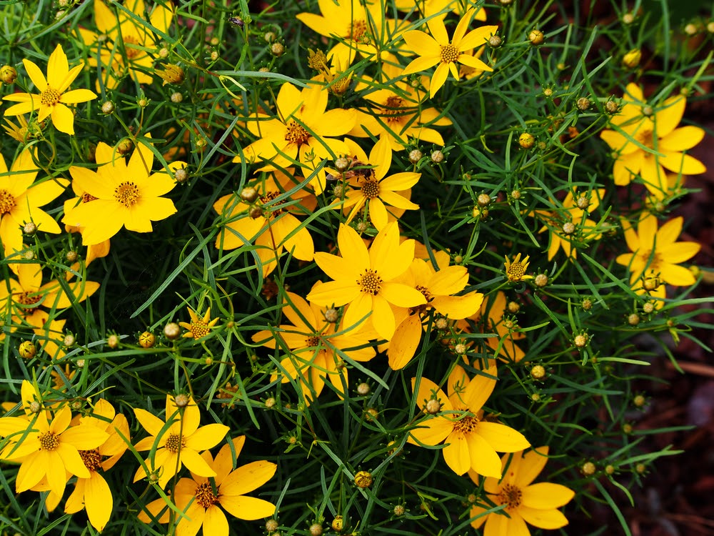 Beautiful Coreopsis verticillata planted on a garden | Landscape Improvements