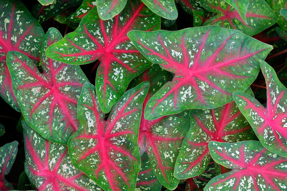 Bicolor Caladium In Red And Green Leaf | Landscape Improvements