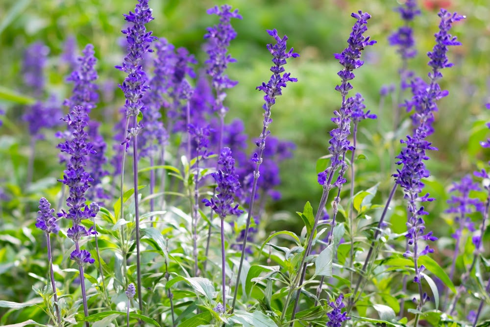 Blooming Salvia flower | Landscape Improvements