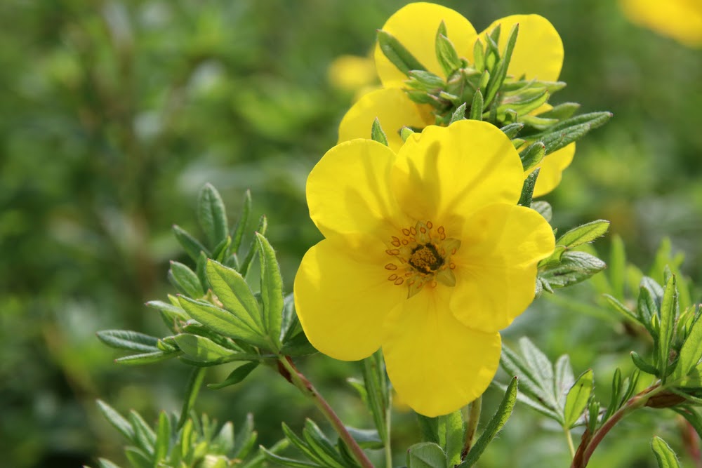 Blooming cultivar shrubby cinquefoil in the summer garden | Landscape Improvements