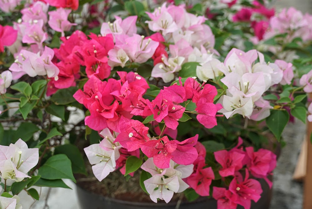 Bright Pink Magenta Bougainvillea Flowers | Landscape Improvements