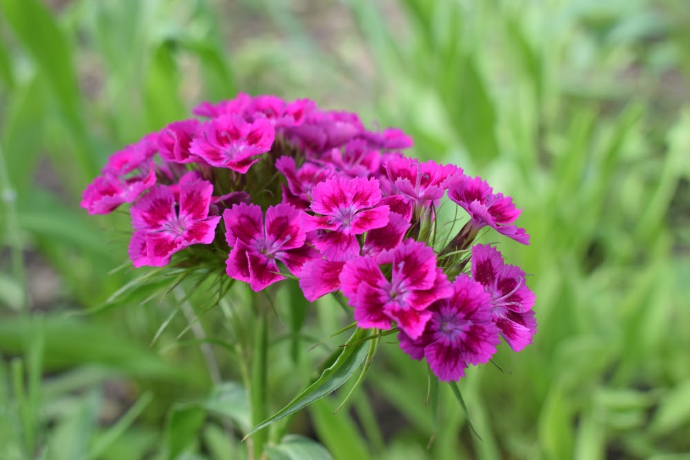 Close up of deep pink and red head Dianthus barbatus | Landscape Improvements