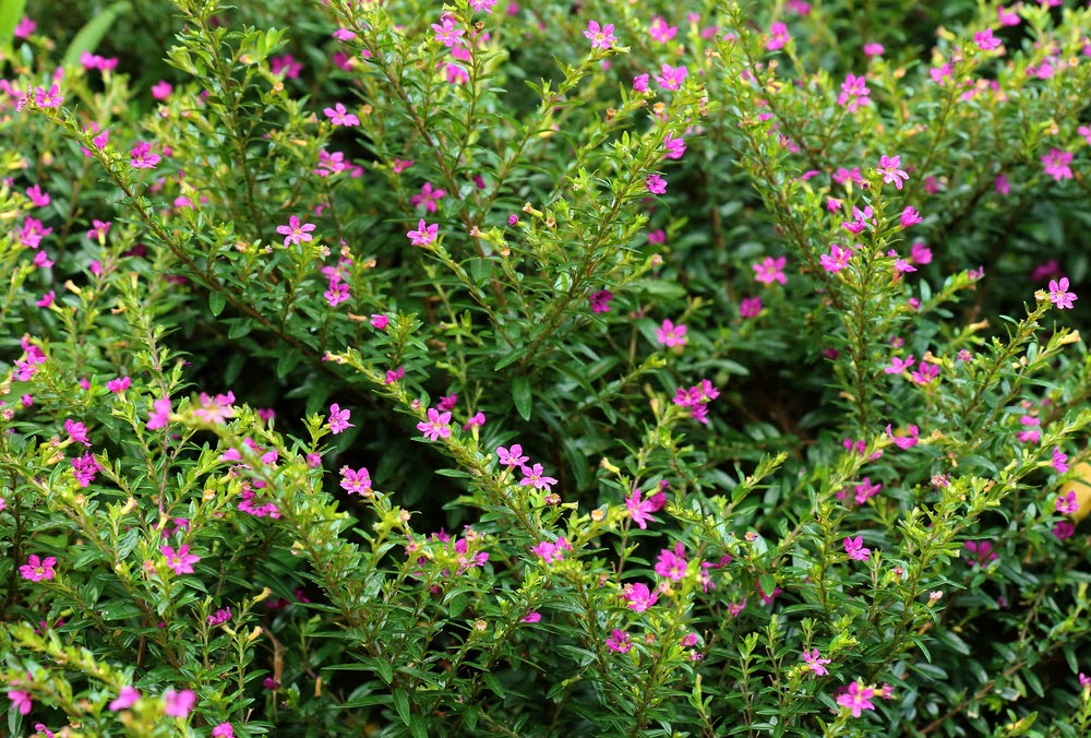 Cuphea Hyssopifolia | Landscape Improvements