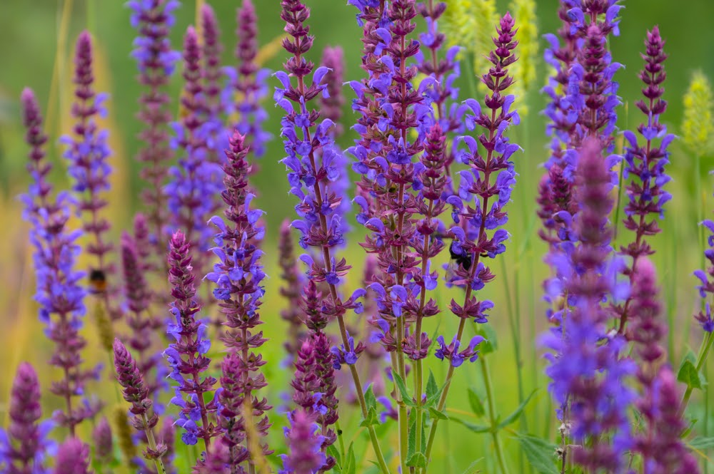 Lilac Sage Blooming on a Meadow | Landscape Improvements