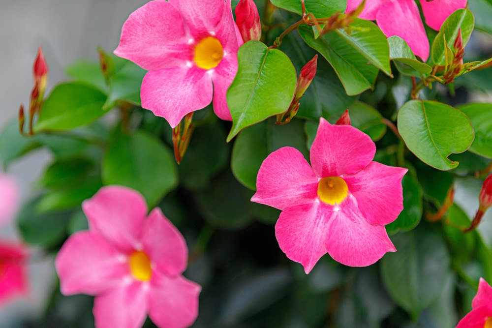 Mandevilla plant in a garden | Landscape Improvements