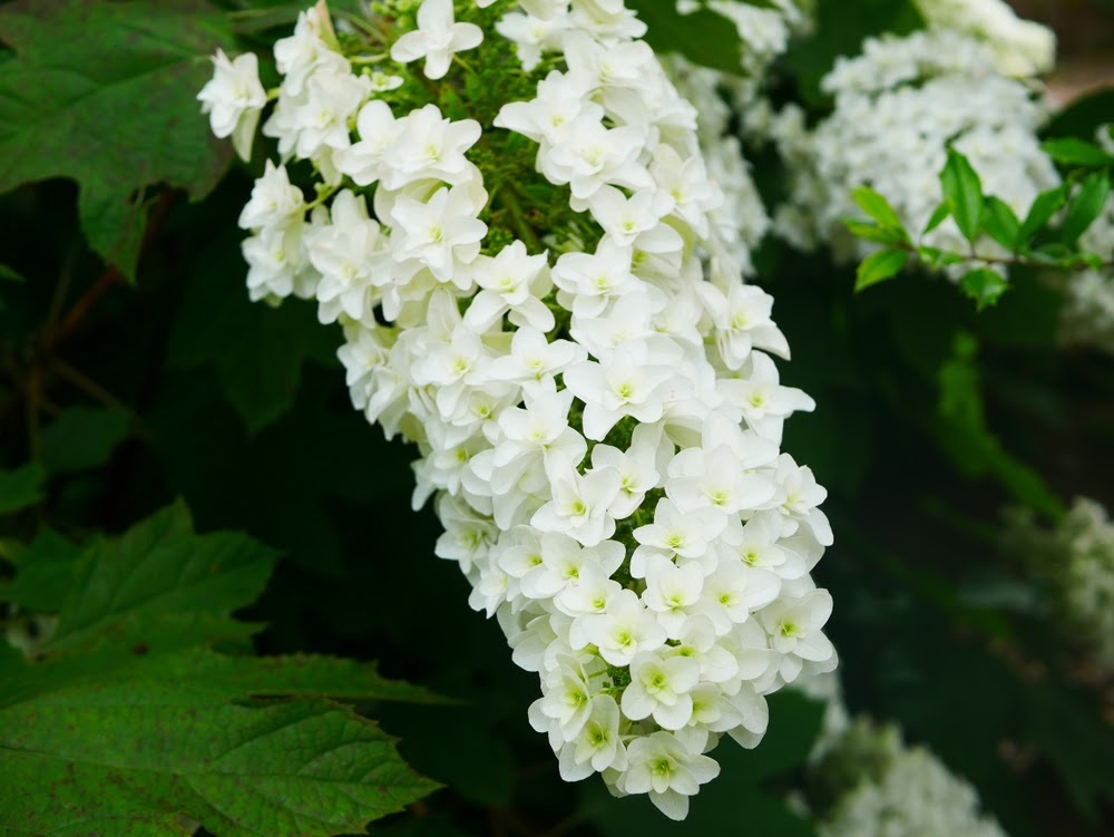 Oakleaf Hydrangeas | Landscape Improvements