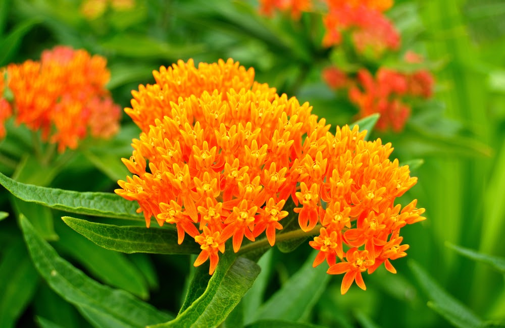 Orange Butterfly Weed in a Garden | Landscape Improvements