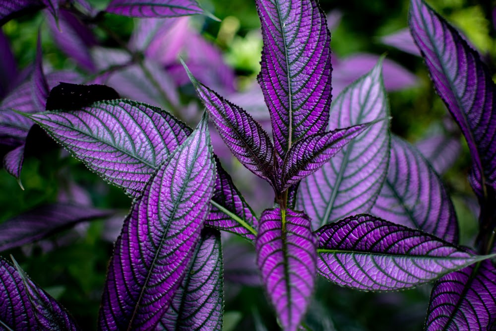 Persian Shield displaying it's vibrant shades of purple and green | Landscape Improvements