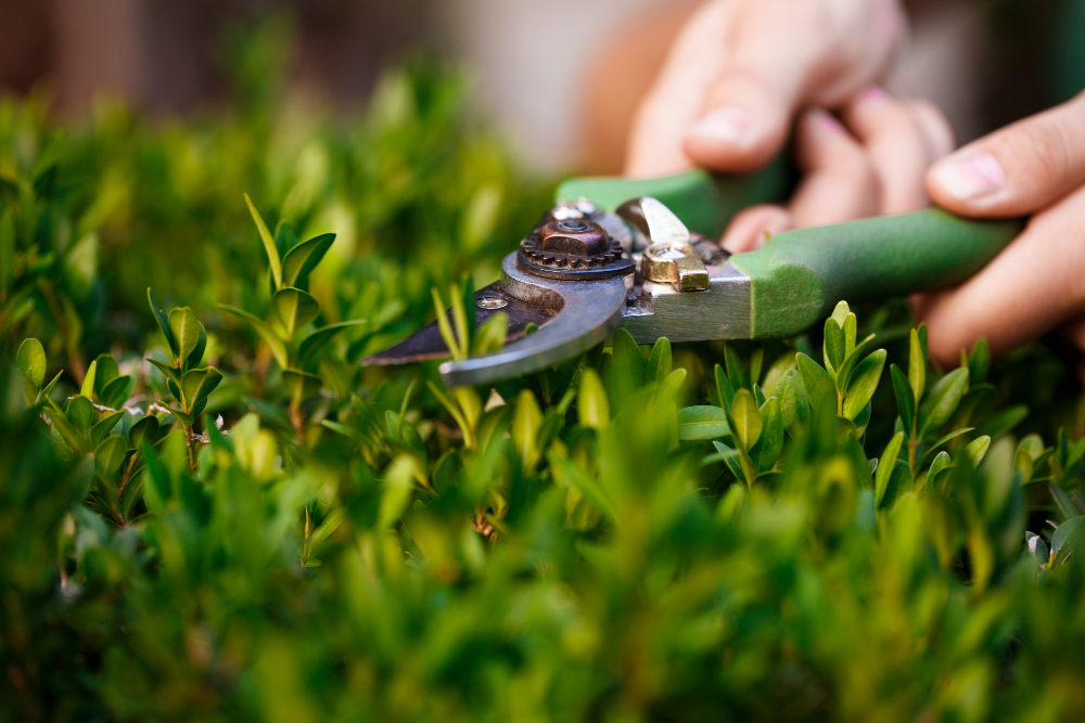 Should I Hire a Professional Landscaper | Landscape Improvements