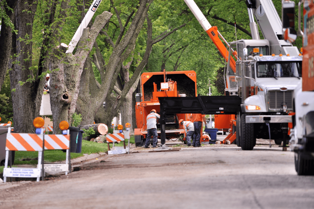 Signs that Let You Know When You’re In Need of Emergency Tree Removal | Landscape Improvements