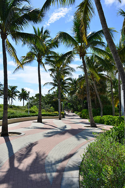 Winter Park Palm Trees