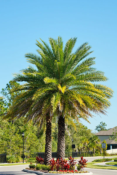 Maitland Palm Trees