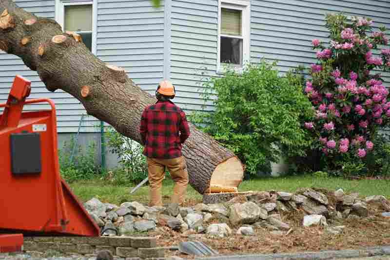 How Much Does Tree Removal Cost | Landscape Improvements