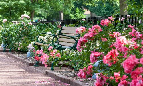 Park Bench Surrounded By Flowers