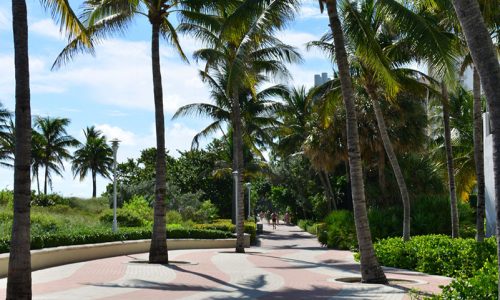 Winter Park Palm Trees