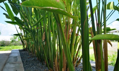 Conway Tall Plants