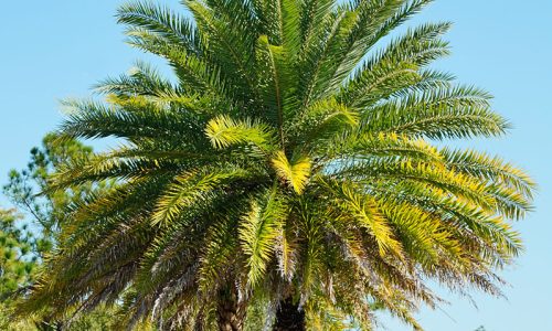 Maitland Palm Trees