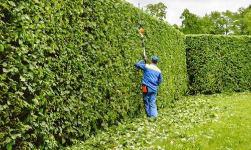 Heathrow Hedge